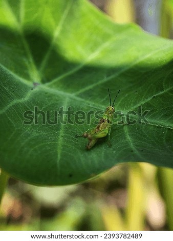 grasshopper, insect, green, macro, nature, locust, animal, bug, grass, cricket, leaf, closeup, hopper, isolated, jump, detail, white, wildlife, pest, antenna, close-up, summer, leg, small, insects, 