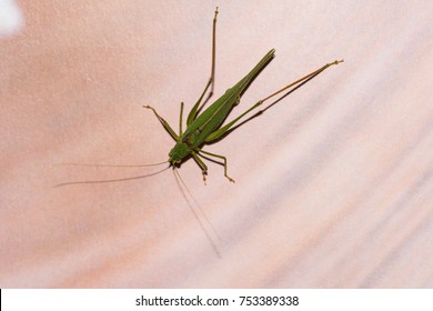 Grasshopper insect macro 