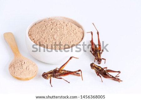 Grasshopper insect powder. Orthoptera flour for Insects eating as food edible items made of cooked insect meat in bowl and spoon on white background is good source of protein. Entomophagy concept.