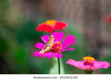 a Grasshopper Insect is sitting on a pink flower during the day