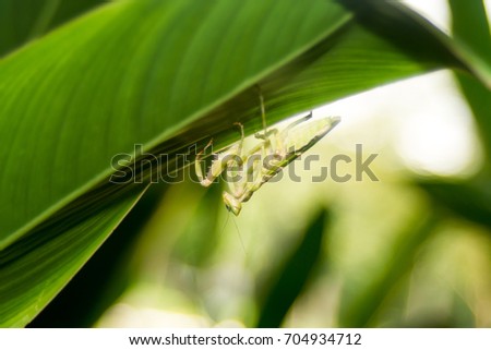 Grasshopper Island on green leaf.