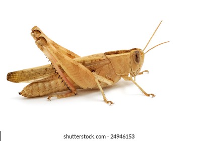 Grasshopper Isolated On White