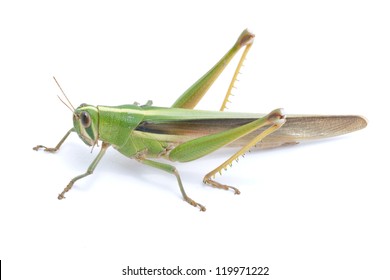 Grasshopper isolated on white background.