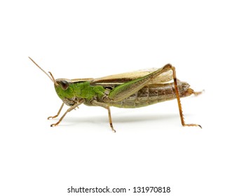 Grasshopper Isolated On White Background