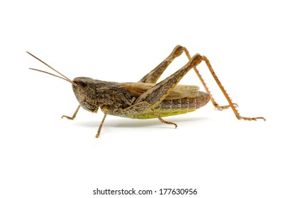 Grasshopper Isolated On White Background