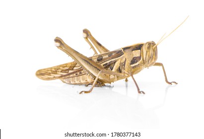 Grasshopper Isolated On White Background