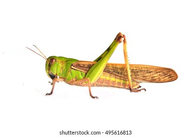 Grasshopper Isolated On White Background
