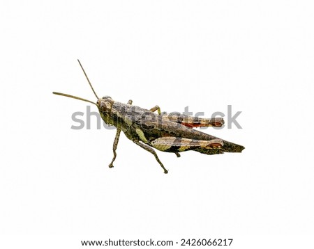 Grasshopper isolated on white background. Clipping path included.