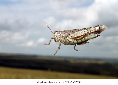 Grasshopper Jump Close Up, Insect Macro