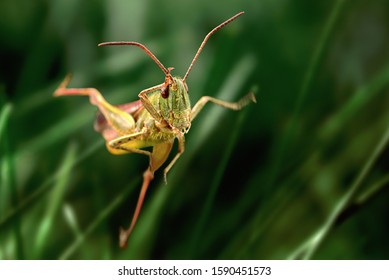 Grasshopper Jump Close Up, Insect Macro 