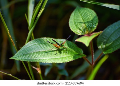 Grasshopper Jump Close Up, Insect Macro