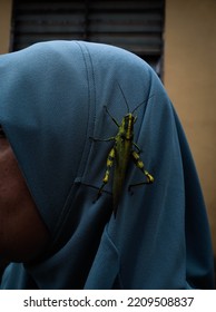 A Grasshopper Jump Into A Ladies Head Scarf While She's Walking In The Park