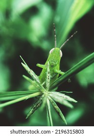 Grasshopper Jumping Insect Macro Photography 