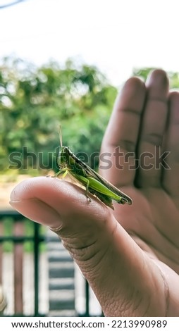 
The grasshopper lands on the finger in the morning