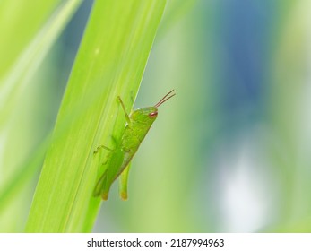 Grasshopper Larva Relaxing In Pampas Grass