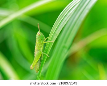 A Grasshopper Larva Resting In The Meadow