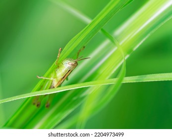 A Grasshopper Larva Resting In The Meadow