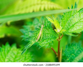 A Grasshopper Larva Resting On Grass In A Meadow