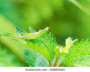 A Grasshopper Larva Resting On Grass In A Meadow