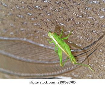 Grasshopper Larva Standing On Window Glass