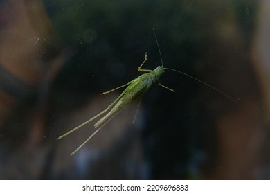 Grasshopper Larva That Clings To The Window Glass.