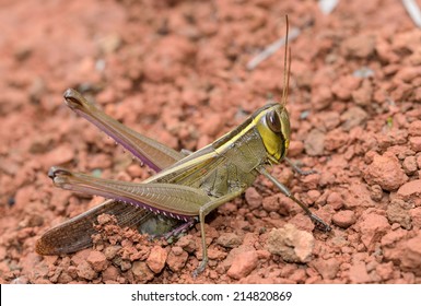 Grasshopper Laying Eggs Close Up