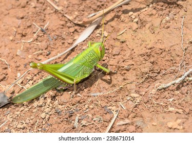 Grasshopper Laying Eggs Close Up