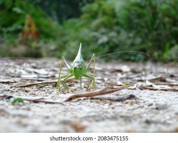 Grasshopper Laying Eggs In The Ground