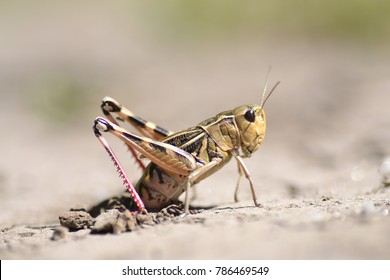 Grasshopper Laying Eggs On The Ground