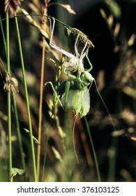 Grasshopper Life Cycle. Metamorphosis Of Grasshopper From Nymph To Adult.