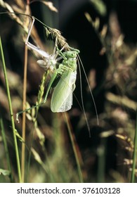 Grasshopper Life Cycle. Metamorphosis Of Grasshopper From Nymph To Adult.