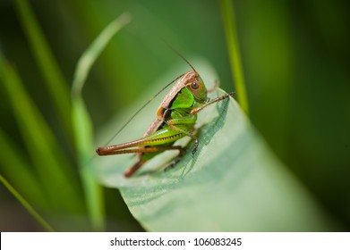 Grasshopper Is A List Of The Grass