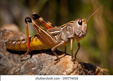 Grasshopper Macro