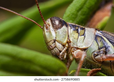 Grasshopper Macro Between Leaves Close Up Insect Nature Scene