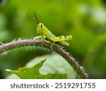 Grasshopper macro: Close-up shot of a bright green insect with large eyes and long antennae on a green plant.