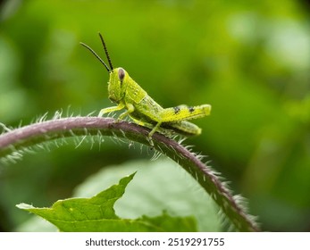 Grasshopper macro: Close-up shot of a bright green insect with large eyes and long antennae on a green plant. - Powered by Shutterstock