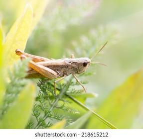 grasshopper in nature