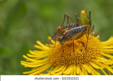 Grasshopper Nymph At Flowers