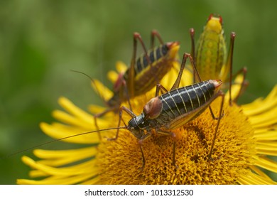 grasshopper nymph at flowers