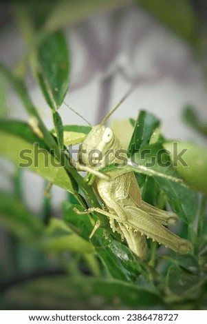 A grasshopper on a branch of lemon tree with blur background