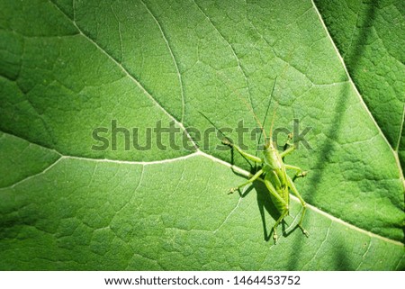 Grasshopper on the burdock leaf