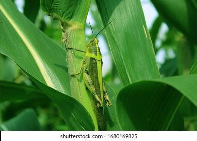 A grasshopper on a corn leaf