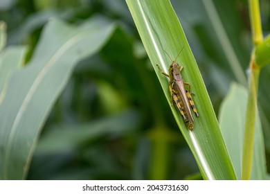 Grasshopper on a corn stalk leaf