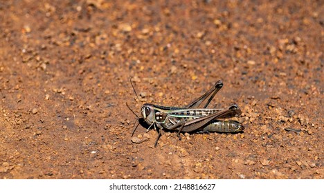 Grasshopper On A Dirt Road, Pilanesberg Nature Reserve.