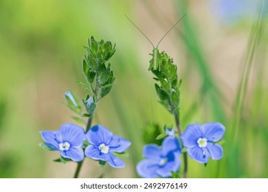 grasshopper on a flower Veronica. meadow flowers and insects on them. macro photo of nature. Veronica turrilliana with tiny grasshopper on petals, protected wildflower.