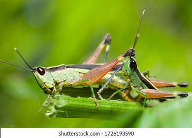 Ein Grashüpfer auf einer grünen Wiese, Grasshopperwiese.