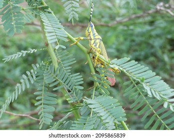 Grasshopper on Gum Arabic tree
