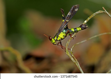 A grasshopper on leaf