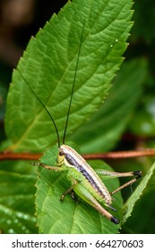 Grasshopper on leaf 