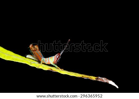 Similar – Image, Stock Photo Hair and spines